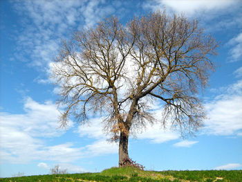 Low angle view of bare tree on field against sky