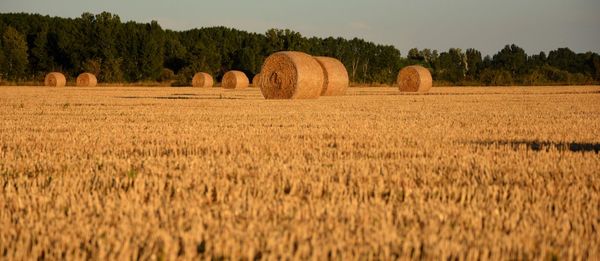 Bales of straw