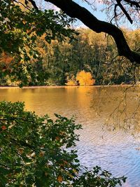 Scenic view of lake in forest