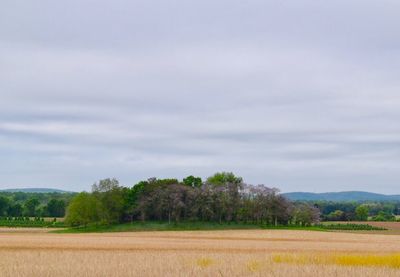 Scenic view of field against sky