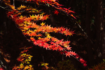 Close-up of red maple leaves on tree