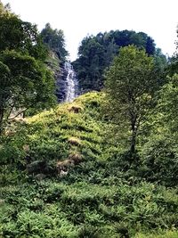 Scenic view of forest against clear sky