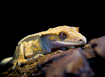 Close-up of lizard