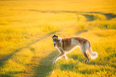 Side view of dog standing on grassy field