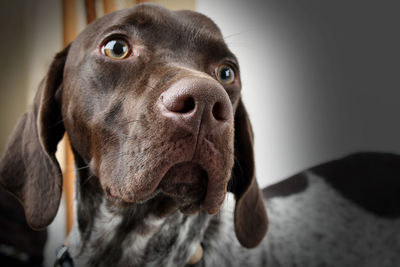 Close-up portrait of dog