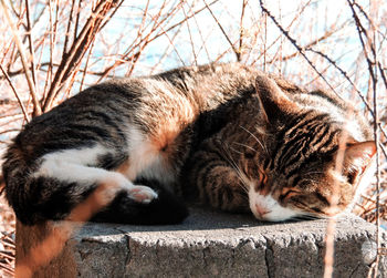 Close-up of cat resting