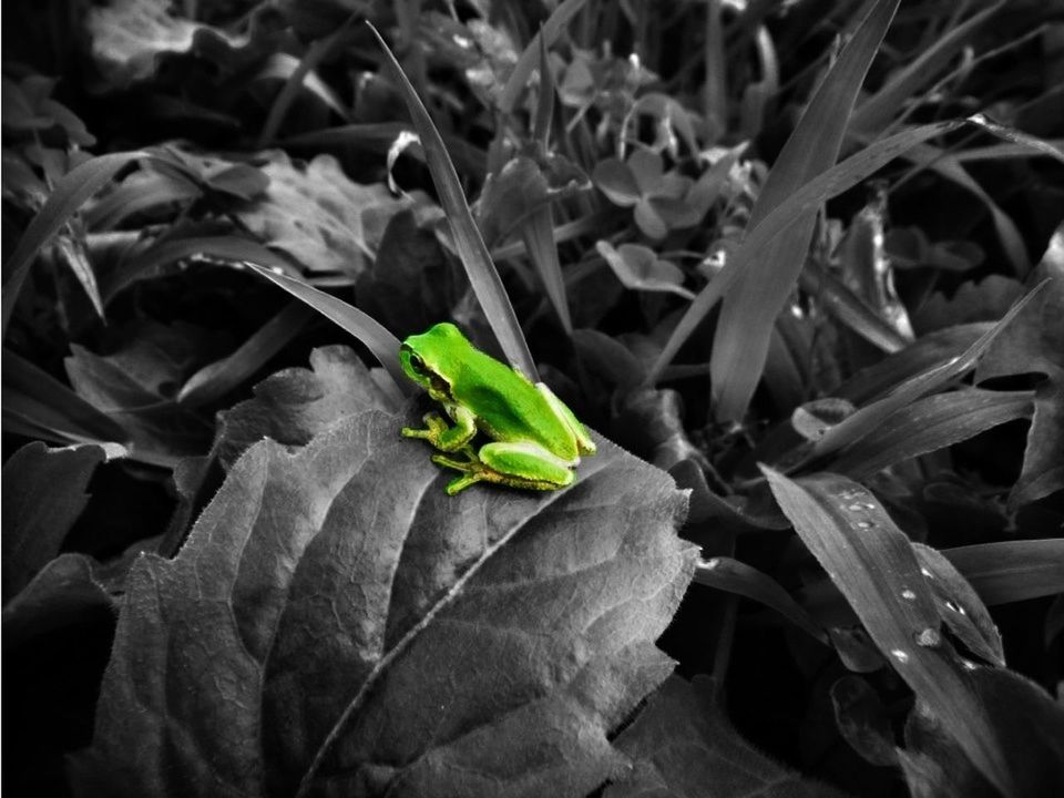 leaf, growth, plant, flower, freshness, nature, close-up, beauty in nature, fragility, petal, green color, focus on foreground, growing, bud, blooming, outdoors, selective focus, day, no people, stem