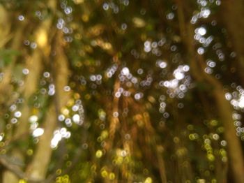 Close-up of water drops on leaves