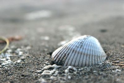 Close-up of crab on sand at beach