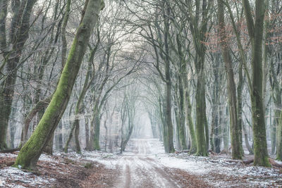 Bare trees in forest