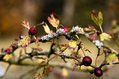 Close-up of fresh red berries and lichen on tree 