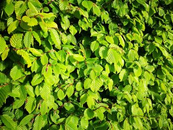 Full frame shot of plants