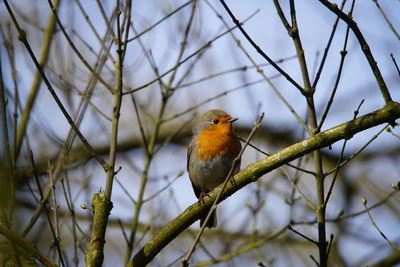 Low angle view of bird perching on branch