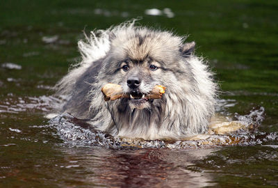 Close-up of dog in water