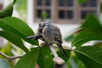 Bird perching on a plant