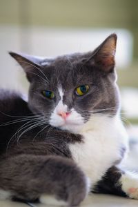 Close-up portrait of a cat
