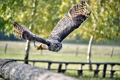 Bird flying over a fence