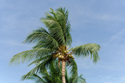 Coconut trees and the blue sky