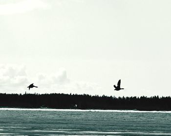 Bird flying over water