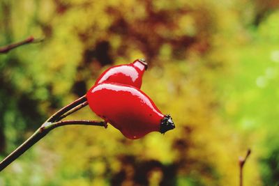 Close-up of red rose