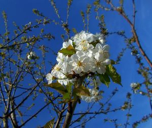 Low angle view of cherry blossoms in spring