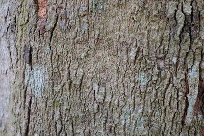 Full frame shot of tree trunk against wall