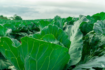 Close-up of fresh green plants in farm against sky