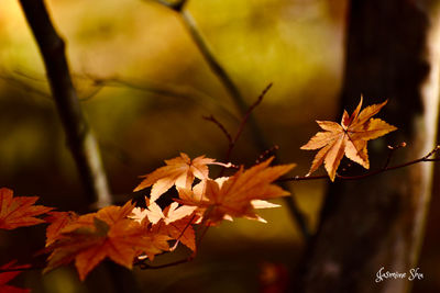 Close-up of maple leaves