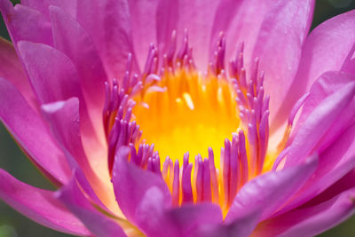 Close-up of purple water lily