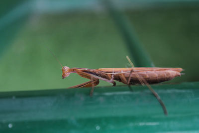 Close-up of insect on leaf