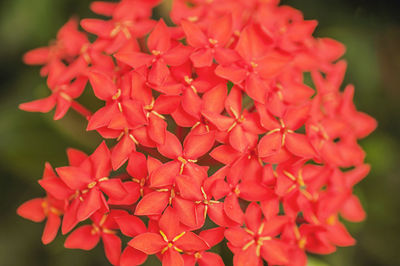 Close-up of red flowering plant