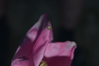 Close-up of pink flower against black background