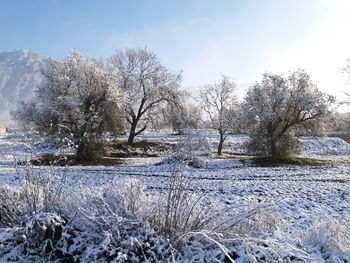 Bare trees on snow covered landscape