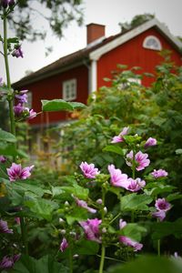 Close-up of pink flowers