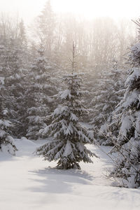 Trees on snow covered landscape