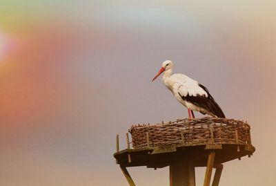 Low angle view of stork in basket