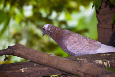 Close-up of bird perching on wood