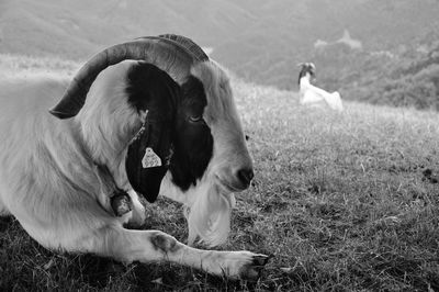 Goat on pasture