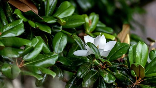 Close-up of white flowering plant