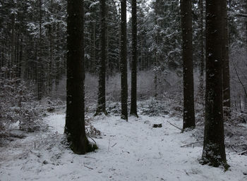 Trees on snow covered field during winter