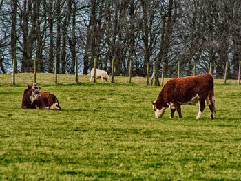Cows on grassy field against bare trees