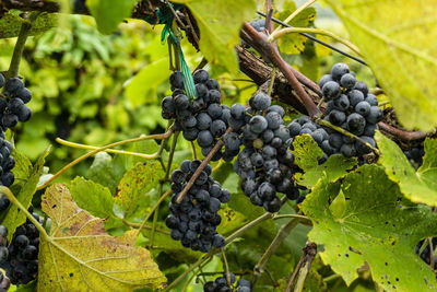 Close-up of grapes growing in vineyard