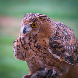 Close-up of owl perching outdoors