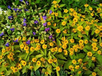 High angle view of purple flowering plants