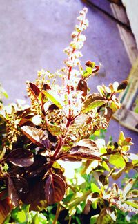 Close-up of flower tree