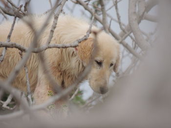 Close-up of sheep