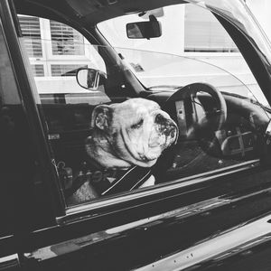 English bulldog in car