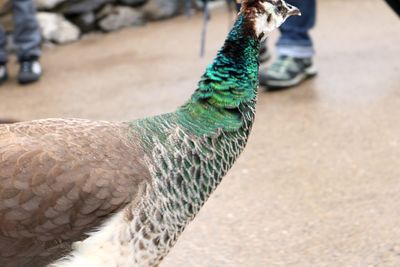 Close-up of peacock