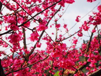 Low angle view of cherry blossom