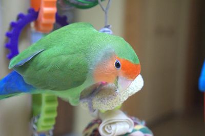 Close-up of parrot perching